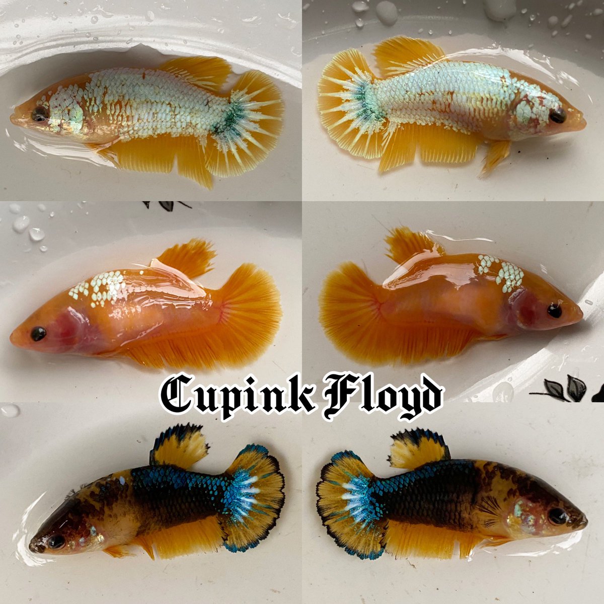 Plakat Yellow Fancy💛💙💚

Indonesia🇮🇩

Interested?dm📬

#ikancupang #bettafish #bettafishworld #bettafishindonesia #worldwideshipping #available #wholesale #yellowfancy