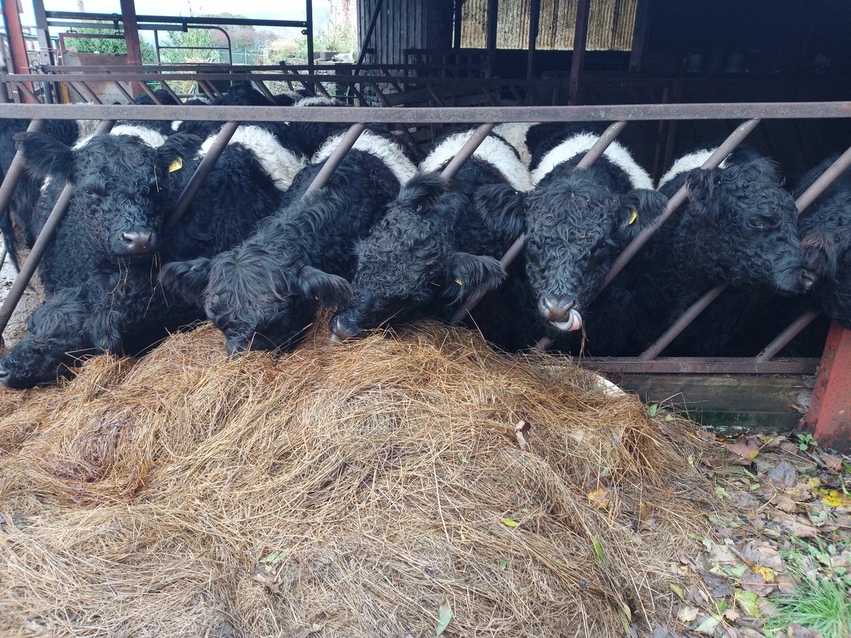For anyone looking for some quality herd replacements or additions we have an excellent selection of heifers available... DM for more info #belties