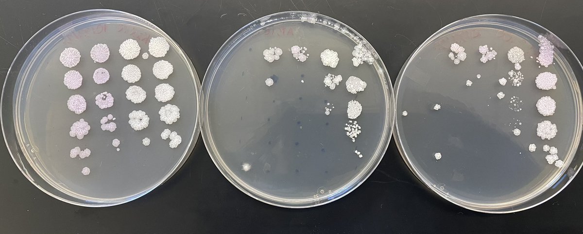 DrV_biology's tweet photo. SEA-GENES student has found a potentially lethal gene! On their first try! Wow! @SUNYPlattsburgh @phagesdb #phages #seagenes https://t.co/7hPhWo7Fyb