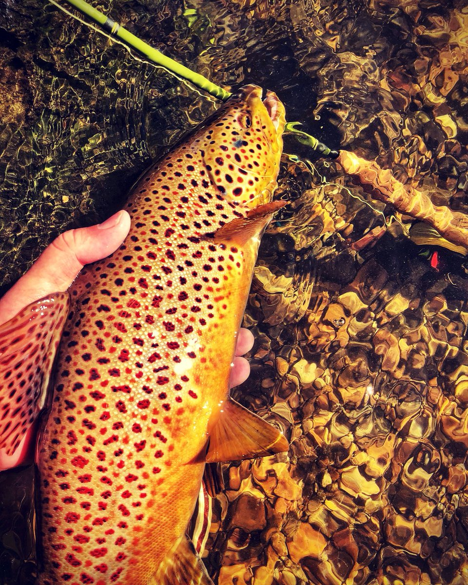 tonymccall's tweet photo. Check out these fall colors. #flyfishing #flyfishingphotographer #browntroutflyfishing #riseearly #wadeoutthere #wadeforit #taneycomo #redington #redingtongear https://t.co/wknVCeFpy4