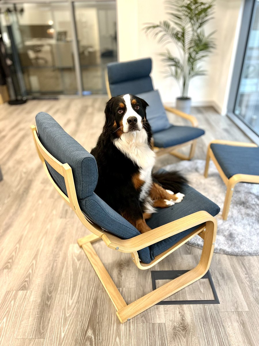 EllaFetchgerald's tweet photo. We have finally returned to the office after covid. Ella is trying to figure out which chair is hers!
#backtooffice #workingdog #bernesemountaindog https://t.co/kSQlByPMcV