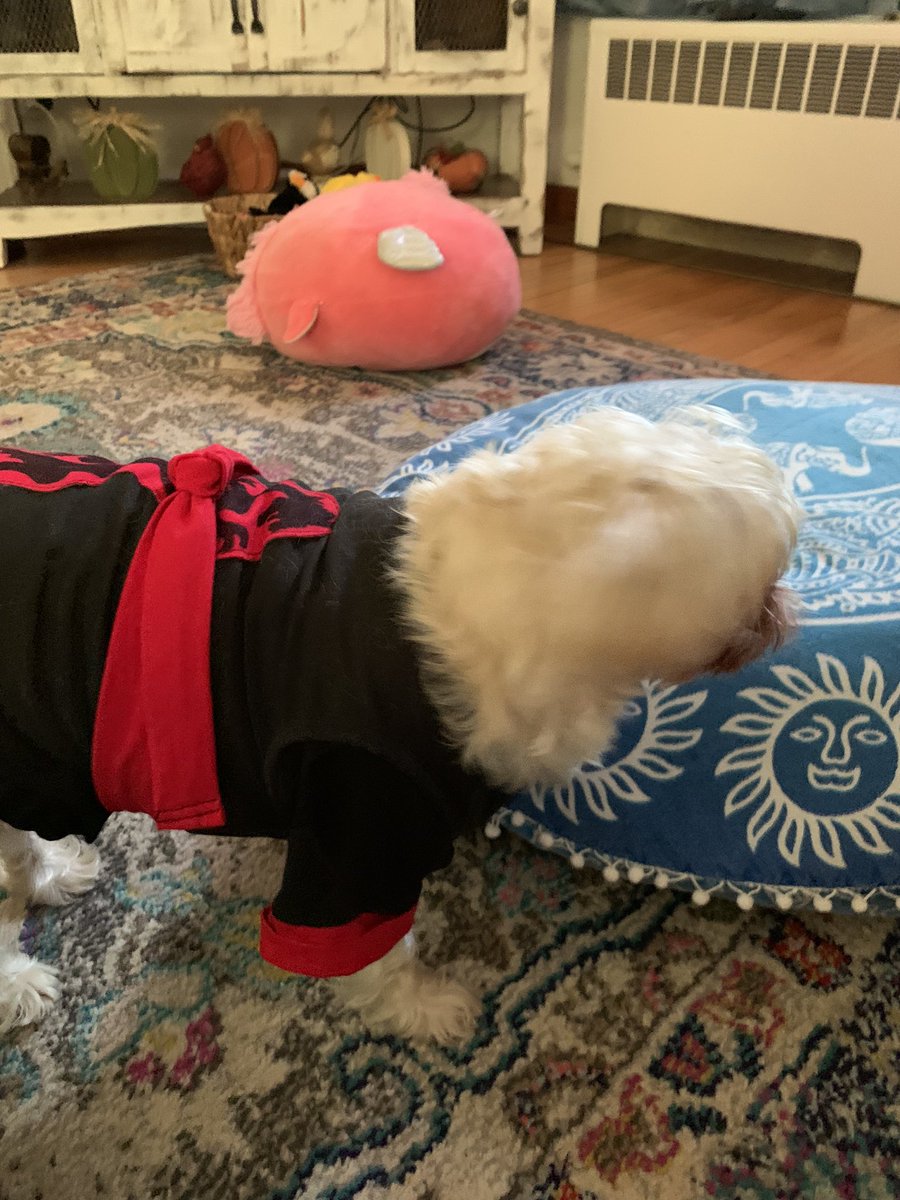 Me and Pippa helped momma with the Halloween! I is a clever, sneaky ninja and Pippa is a bumbley-bee!!