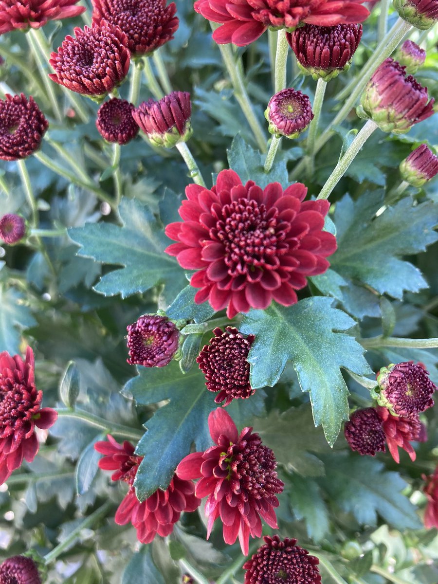 PPScatwilson's tweet photo. HD1129 Spartanburg SC #magnificentmums #beautifulblooms @PPSLinda @PPSinHD @pps_s_atlantic @Stephen_E_Camp @BobbyBoaenTHD https://t.co/JSas4a6wqU