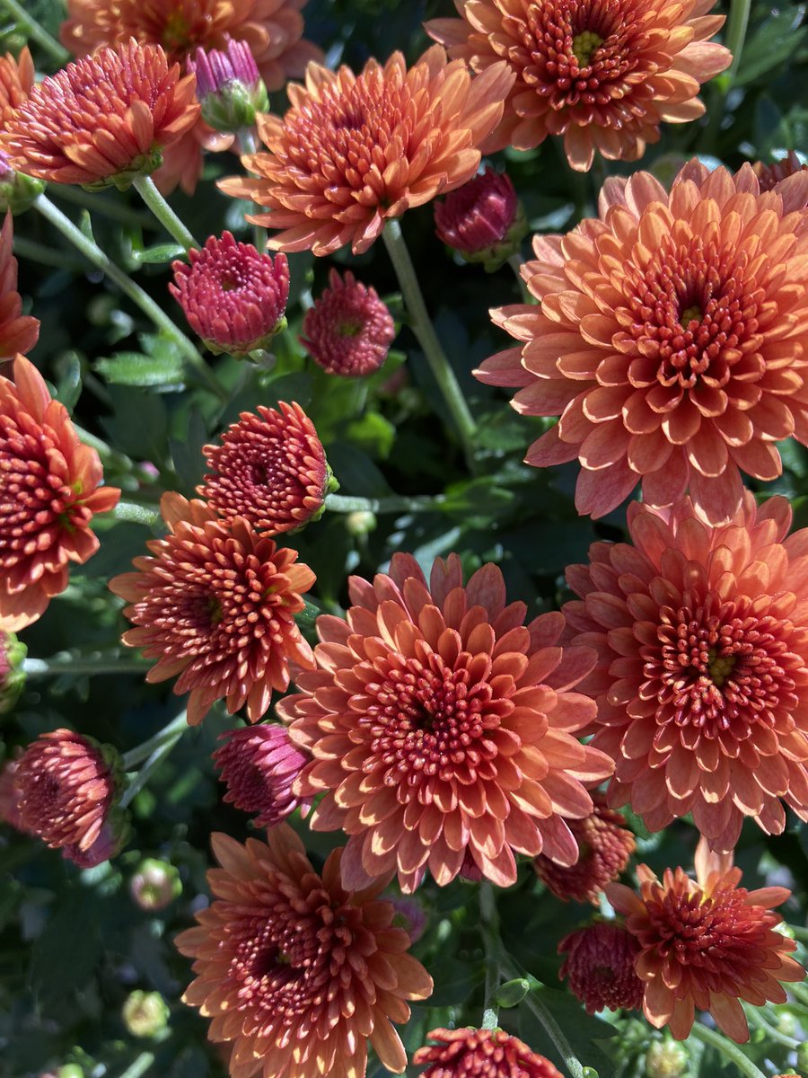 PPScatwilson's tweet photo. HD1129 Spartanburg SC #magnificentmums #beautifulblooms @PPSLinda @PPSinHD @pps_s_atlantic @Stephen_E_Camp @BobbyBoaenTHD https://t.co/JSas4a6wqU
