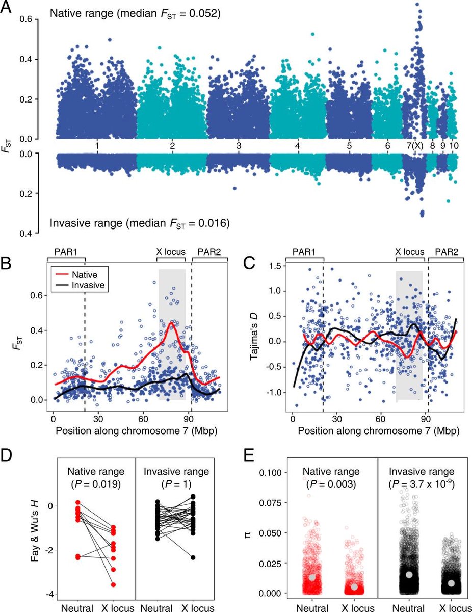 PNASNews's tweet photo. The connection between hybridization and bioinvasions could be in part because of a disruption in the selection pressures that limit hybridization in the native range, a study of the Anolis sagrei lizard finds. https://t.co/wOIuUSp5Cz https://t.co/mZIFcFhBIs