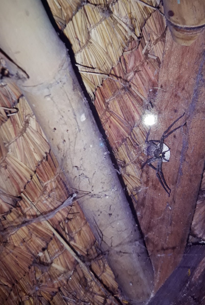 sadaplays tweet media