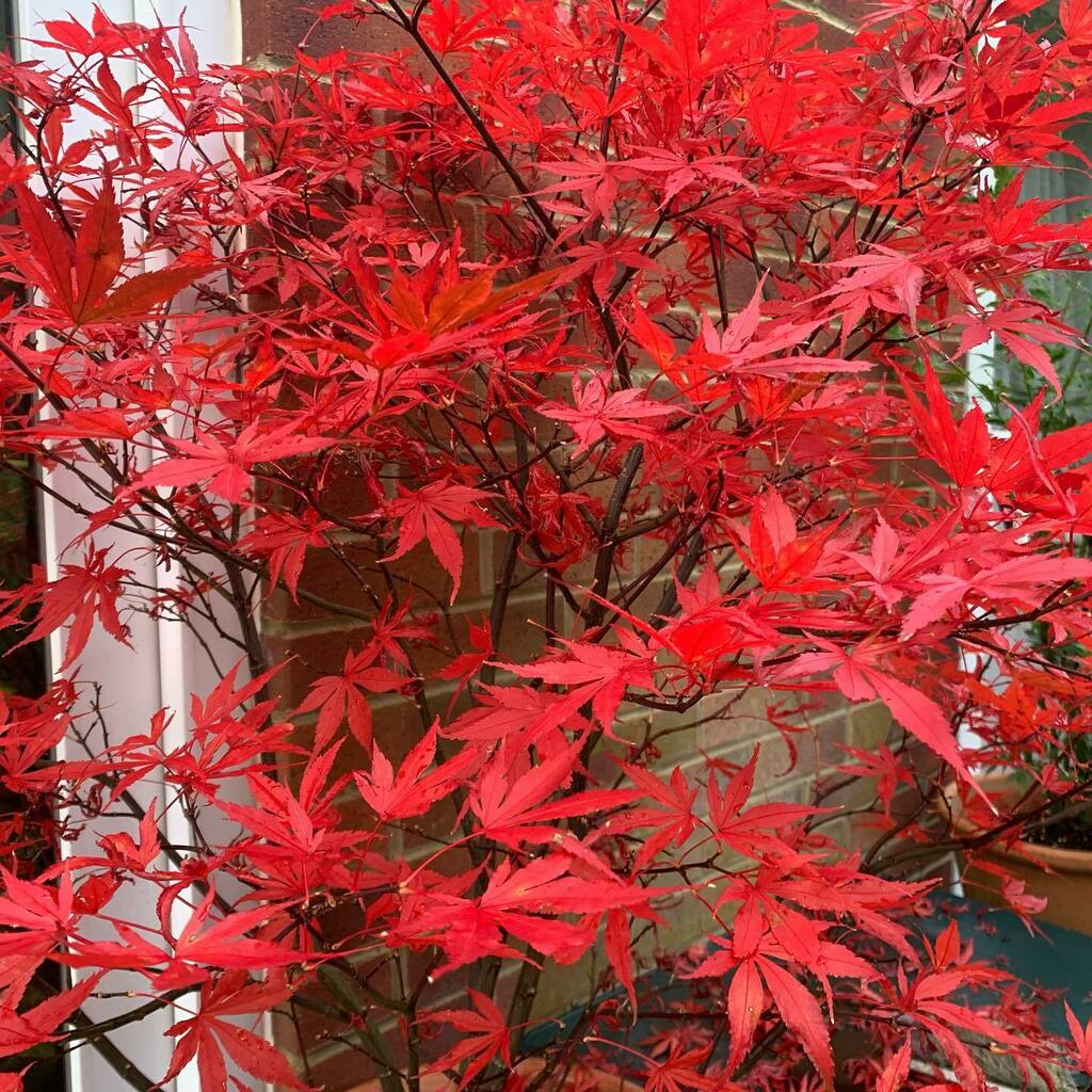 nghiemta's tweet photo. My own Red Tree. 🍁🌳🍂 Particularly 🔴 this year. 🤔❤️
#shauntan #theredtree https://t.co/LH29XI9aAQ https://t.co/q6GPiSiCN0