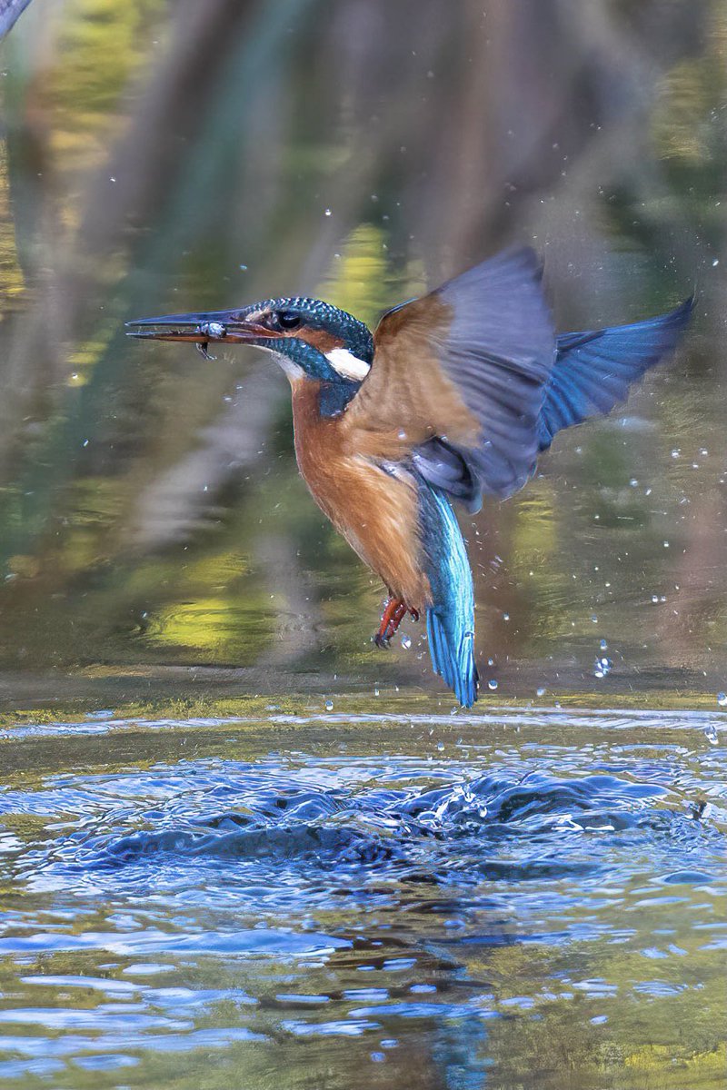 hertskingfisher's tweet photo. Kingfisher capture this morning https://t.co/tP50qxJxlI