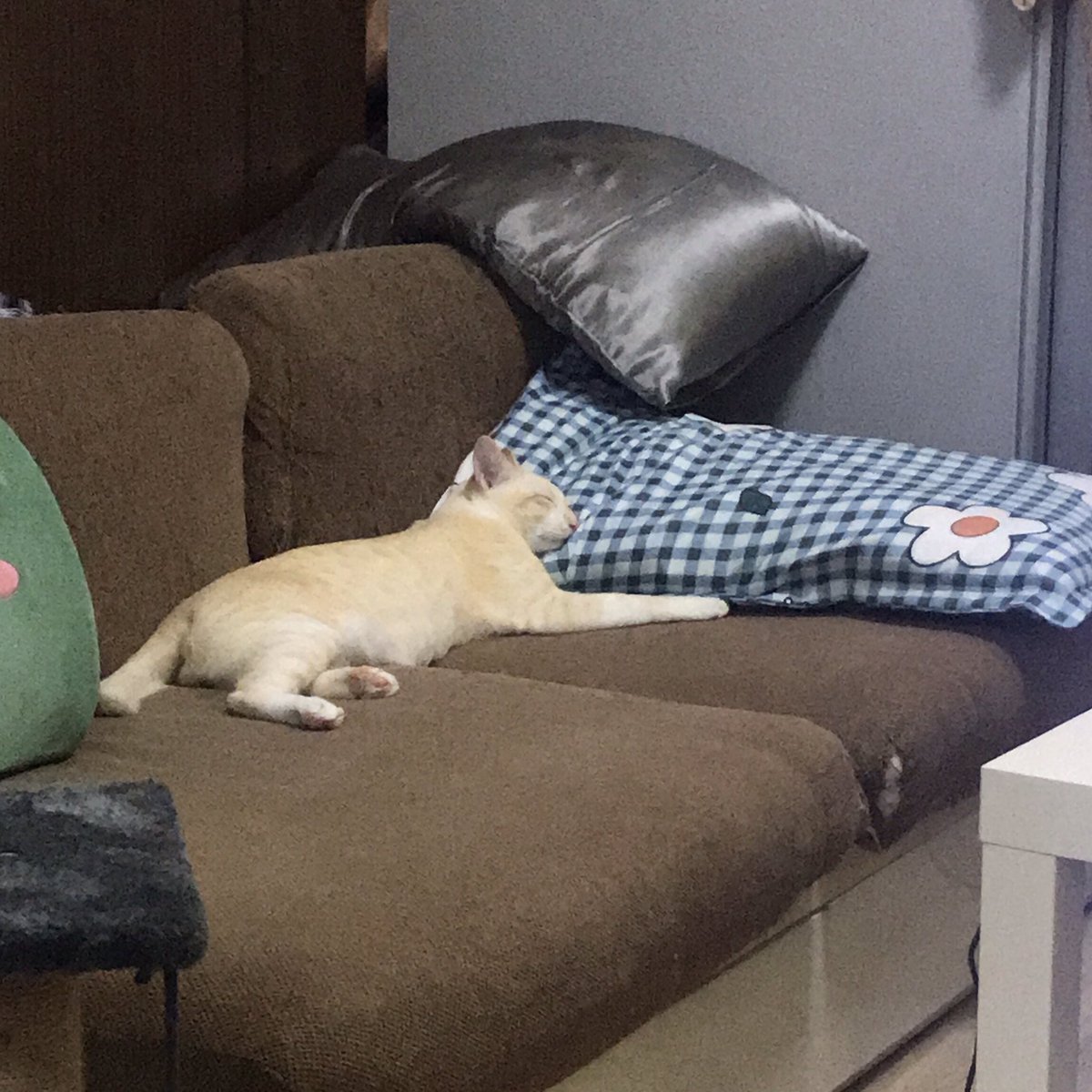 chayen_diary's tweet photo. Sleep with OLAF ⛄️ https://t.co/OFaDBuS5KW