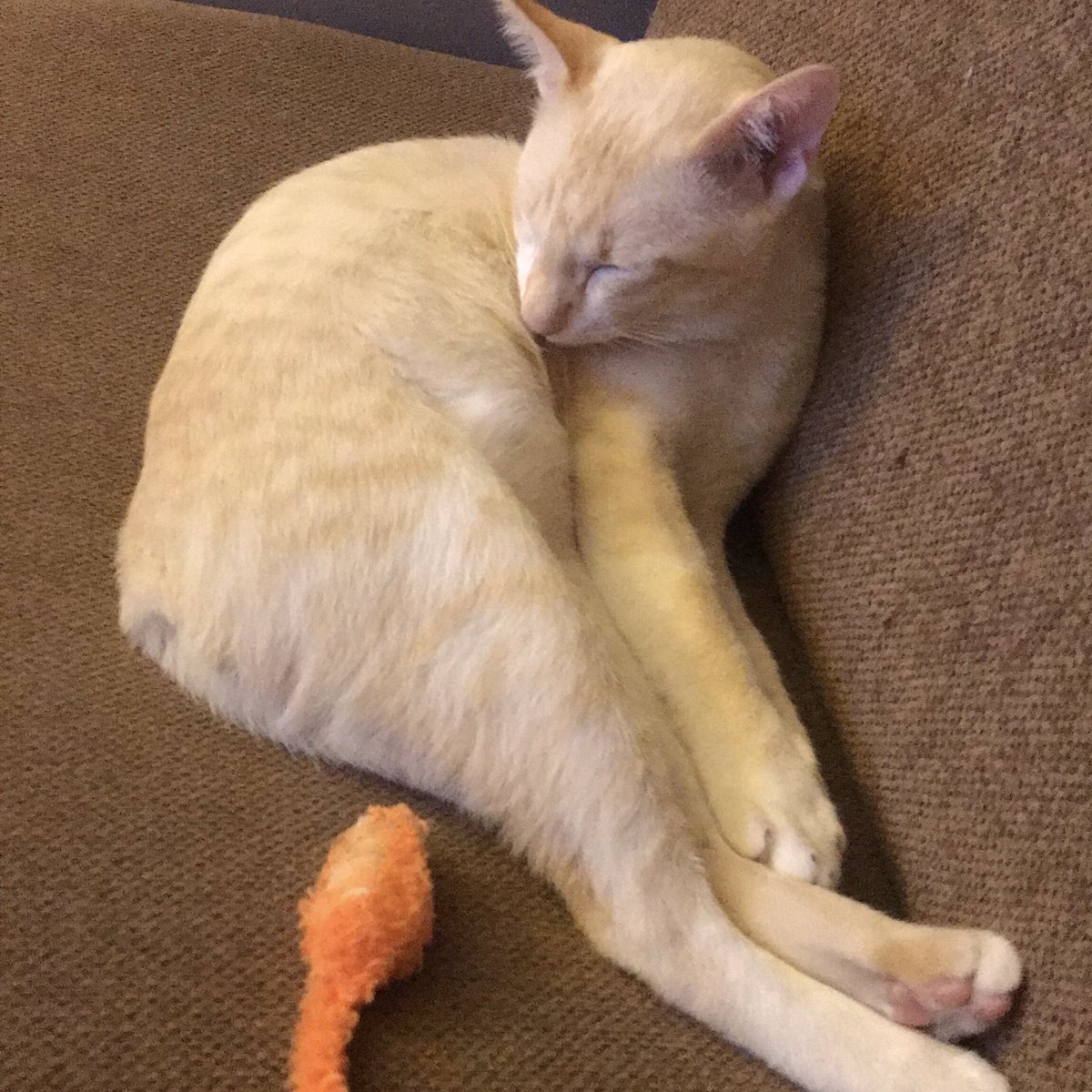 chayen_diary's tweet photo. Sleep with OLAF ⛄️ https://t.co/OFaDBuS5KW