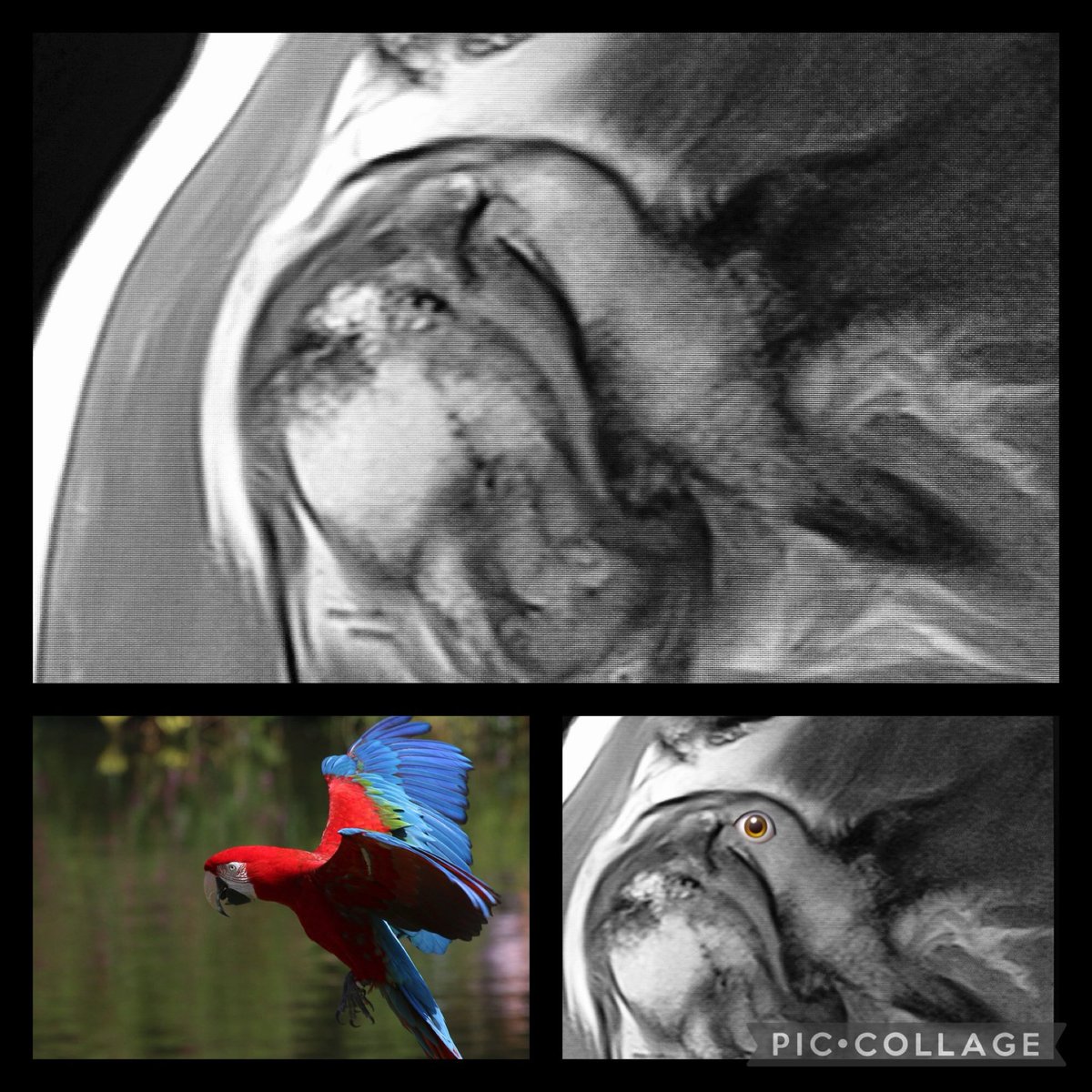  William Morrison, MD tweet media