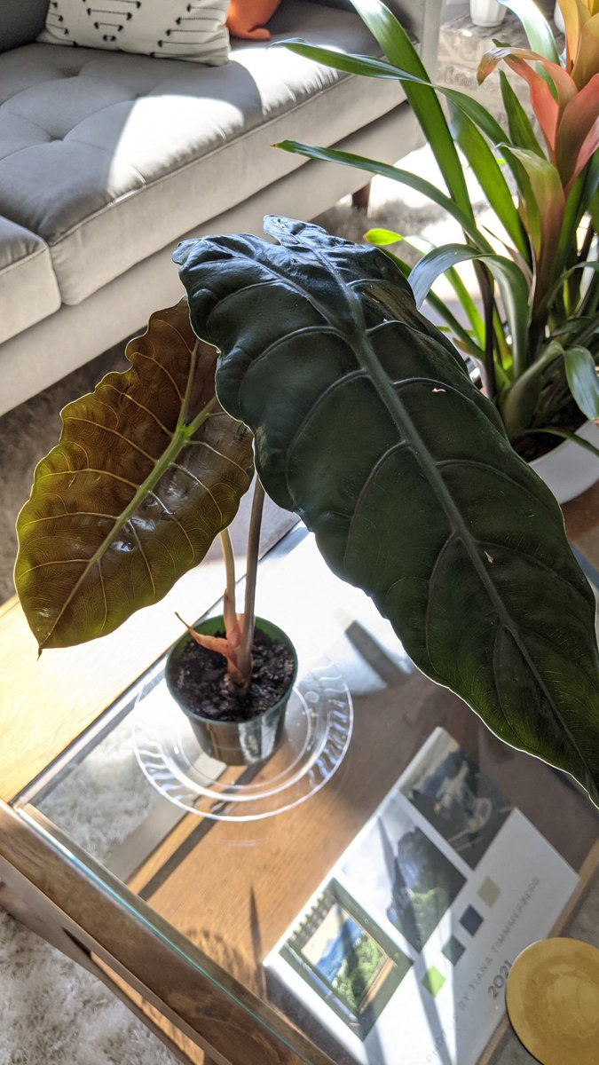 hortichriggs's tweet photo. Apparently, my alocasias all decided to have a new leaf party last week while I was gone lol https://t.co/XL7xvxmivs