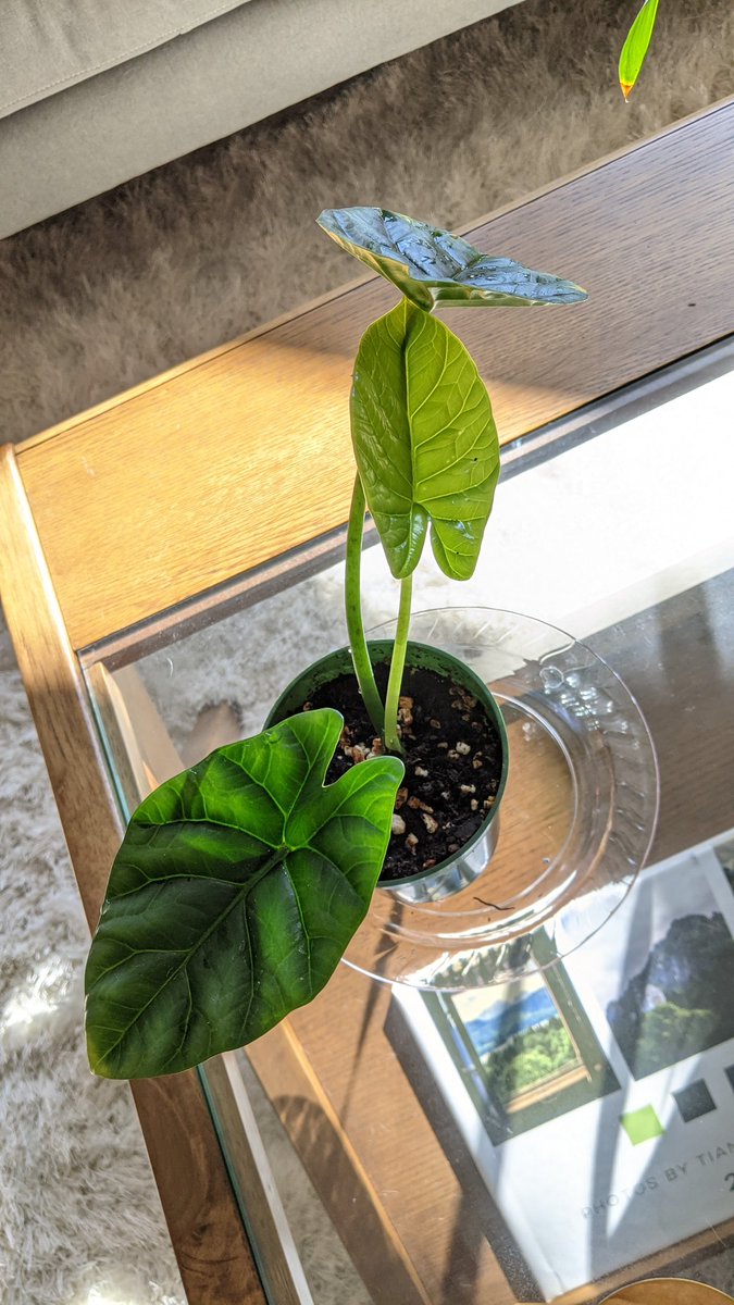 hortichriggs's tweet photo. Apparently, my alocasias all decided to have a new leaf party last week while I was gone lol https://t.co/XL7xvxmivs