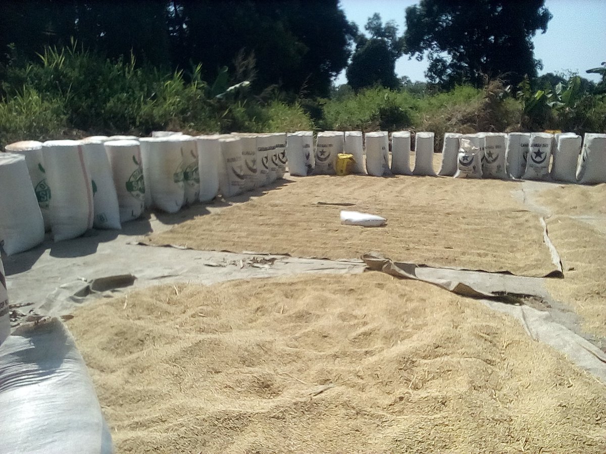 #Republique Centrafricaine, l'ONG AFEB au chevet des personnes vulnérables dans l'Ouham péndé dans la partie Nord-Ouest du pays, 1000 personnes vulnérables ont été assistées. Comme résultat pour le paddy distribuer les bénéficiaires ont obtenu 250 tonnes métriques de paddy.