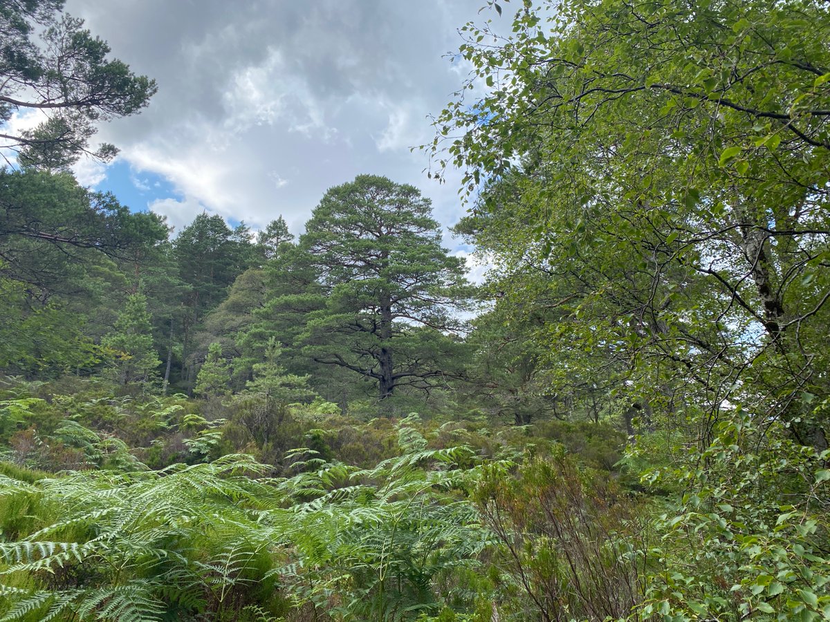 #NetZero What can Scotland do? More places like this? Stop burning our moors. Stop draining our peat. Reduce pressure from grazing. Natural regeneration of native woodland. #COP26 #RewildScotland #NoMoreBlahBlahBlah