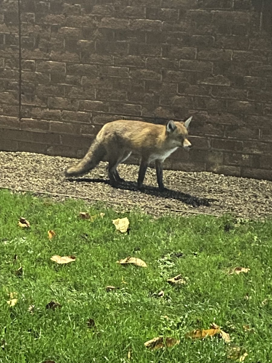 MrC_CompSci's tweet image. What a lush sight to finish a twilight CPD 😍 🦊