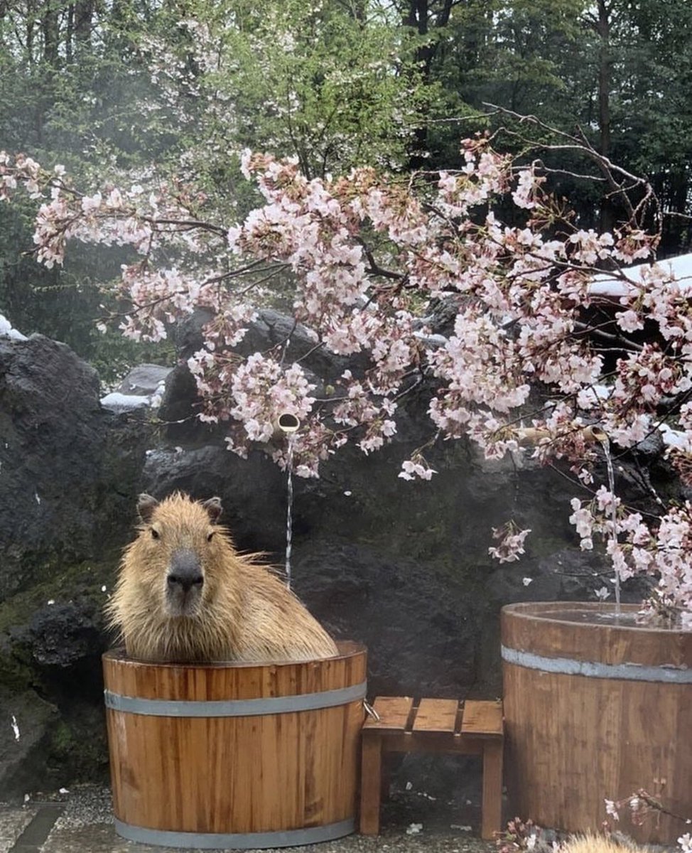 CapybaraCountry's tweet photo. a e s t h e t i c   capy https://t.co/E5ZLJdWxLy