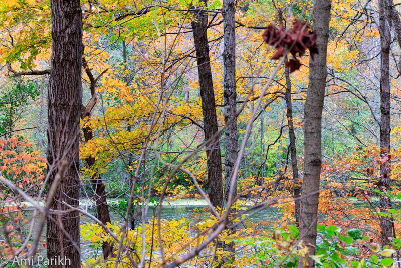 mitgirl6's tweet photo. @CanonUSAimaging Autumn Foliage Color Mosaic #CanonFavPic #Autumn #fall #fallfoliage #canonphotography #Colors #Cincinnati #colorful #nature https://t.co/SBKsqUK3sy