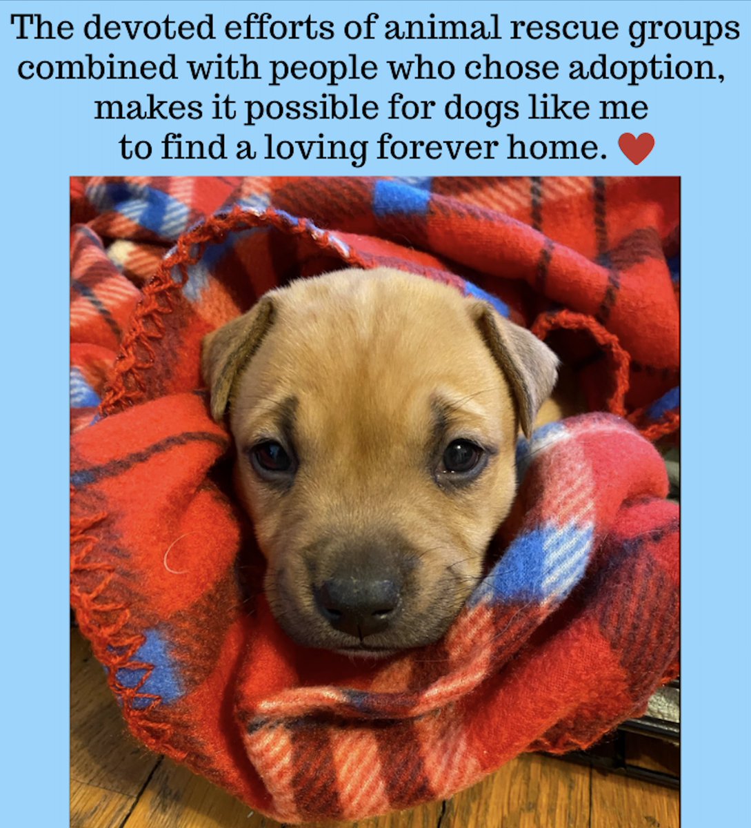 Photo: Stray Rescue of St. Louis.  "Sprite", adopted and adored.