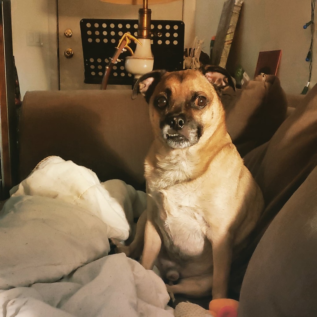 Jugbo's tweet photo. It's this guy's 11th birthday! @BuoyTheDog as never looked better.... #jugsofinstagram #juglife #jugsjugsjugs #pug #jackrussell #mix #cipyd #jug #pugchat #yearofthedog @BuoyTheDog #dogfriday #vca https://t.co/4C3lTWzcTq https://t.co/QjxBH5JJaV