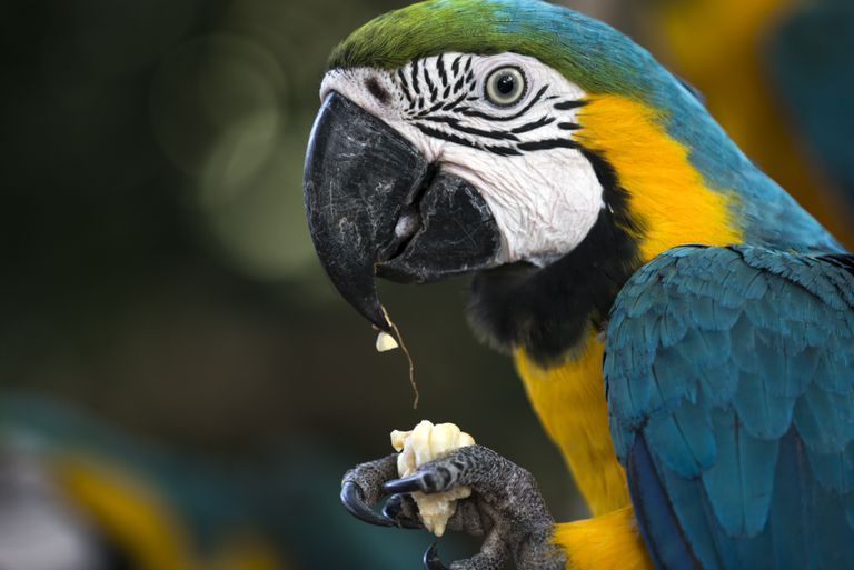 Smart Parrots Need More to Keep Their Minds Busy: buff.ly/3Ex7cva #parrots
