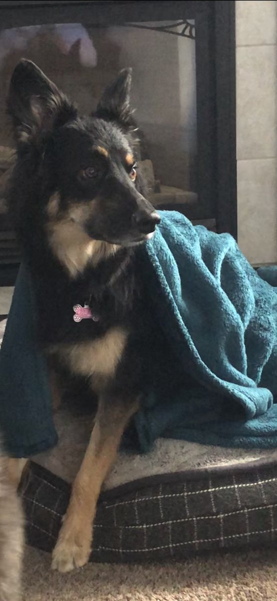 monchici's tweet photo. @jannarden Bear. She’s almost nine. https://t.co/VCNL5jrxiq