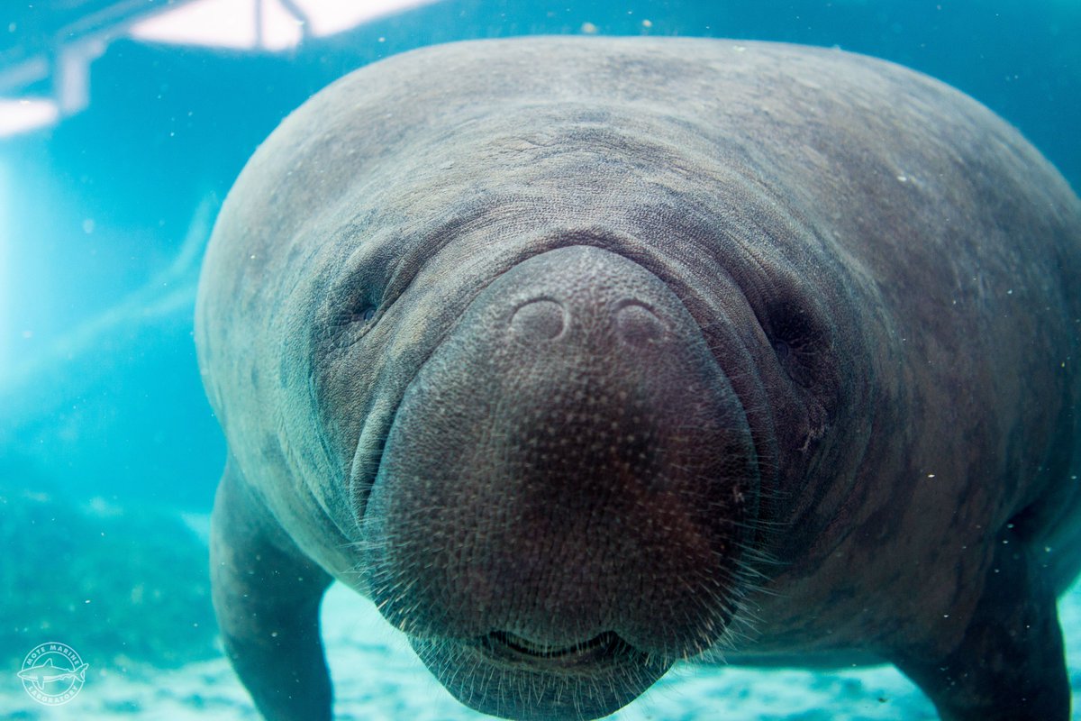 MoteMarineLab's tweet photo. This #ManateeMonday is special because it kicks off #ManateeAwarenessMonth! To celebrate, we'll be sharing fun manatee content with you throughout the month! Feel free to reply with your favorite manatee facts below! 🌊🥔🌊 https://t.co/GXkYvu1fZ6
