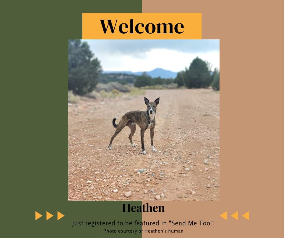 A warm welcome to Heathen, who has registered to be featured in "Send Me Too"! 

Would you like YOUR working dog featured in "Send Me Too"? Registration is open to all working dogs of the PNW.

hollyccook.com/send-me-too.ht…
Photo courtesy of Heathen's Mom. 

<a href="/roguedetection/">Rogue Detection Teams</a>
