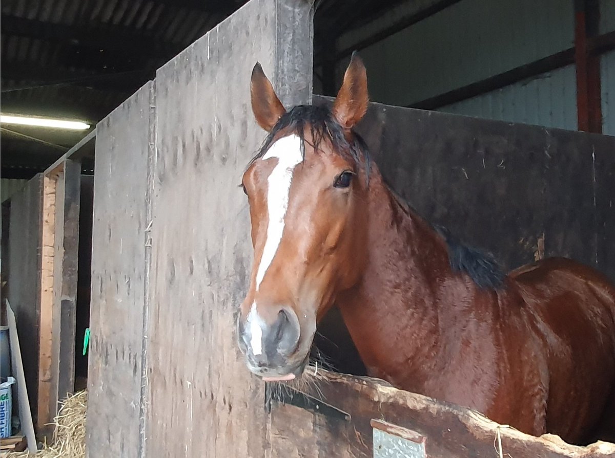 DerbysRacing's tweet photo. Welcome to @DerbysRacing`s latest exciting recruit - the 4 yr old bay filly VIVENCY, in training with John Mackie. By Juddmonte stallion Noble Mission (Frankel full brother) & out of Juddmonte mare Hint of Joy - details on next post... #derbyshireracing #johnmackieracing #vivency https://t.co/JnfYz96JFC