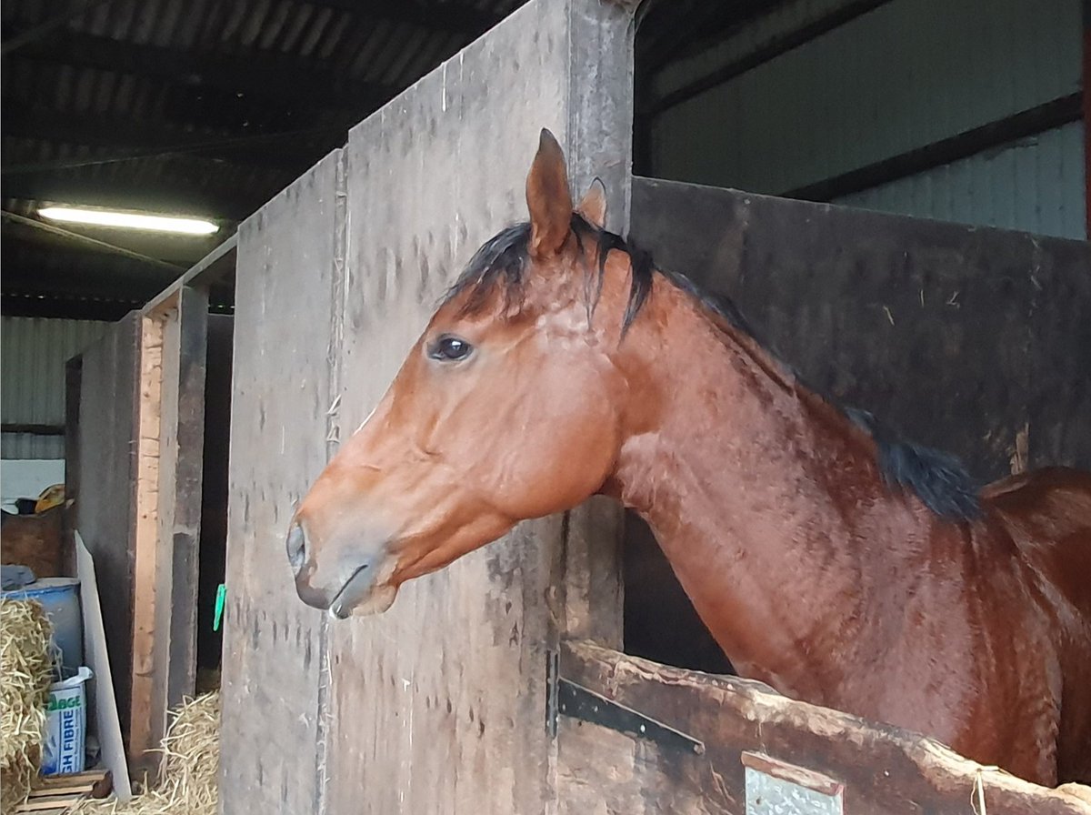 DerbysRacing's tweet photo. Welcome to @DerbysRacing`s latest exciting recruit - the 4 yr old bay filly VIVENCY, in training with John Mackie. By Juddmonte stallion Noble Mission (Frankel full brother) & out of Juddmonte mare Hint of Joy - details on next post... #derbyshireracing #johnmackieracing #vivency https://t.co/JnfYz96JFC