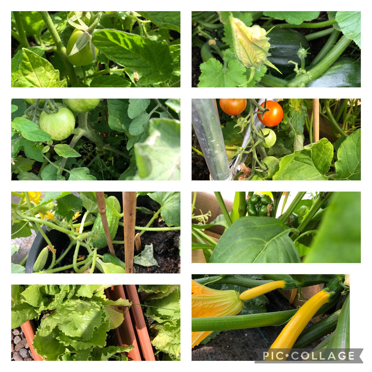 During #Cop26, remember that every change we make  plays a part in reducing our carbon footprint. <a href="/ST_NINIANS_PS/">St Ninians Primary School Stirling</a>  children have made soup from vegetables grown in our own garden. Zero food miles.  #learningforsustainability <a href="/StirlingCouncil/">Stirling Council</a> <a href="/ScotGovNetZero/">Net Zero Scotland</a> un.org/en/actnow/food…