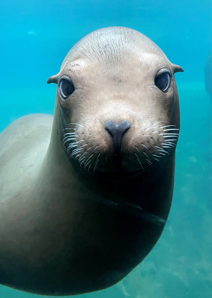 TulsaZoo's tweet photo. California sea lions like Cisco can hold their breath for up to 20 minutes! They have a special muscle that involuntary closes their nostrils when swimming underwater. 

📷 : Jenna Schmidt https://t.co/jsNUZV0gCC