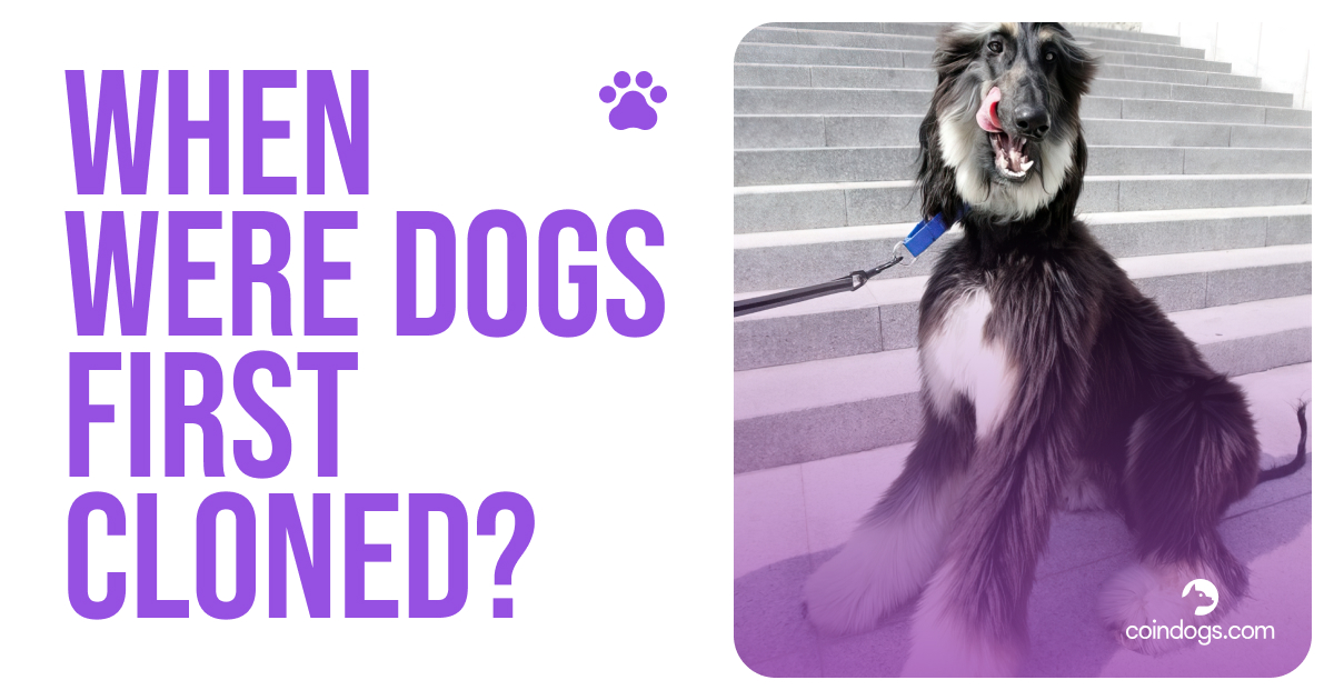 CoinDogs's tweet photo. #Dog lovers are keenly aware of the story about Barbra Streisand’s cloned #dogs, but they are far from being the first. The first cloned dog is #Snuppy, an Afgan Hound who was cloned in 2005 in South Korea and gave its #DNA for 10 more clones in 2008!
#facts_coindogs https://t.co/v7Ae4aNyOp