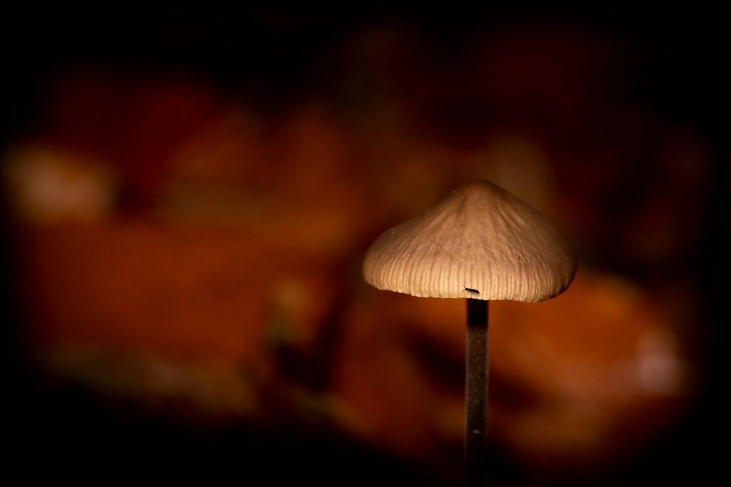 Undaunted Mushroom

#loves_united_denmark #beautiful_denmark #total_denmark #globalpixels #discovernordics #mushroom #mushroomhunting #earthåix #amazin_shotz #ig_world_photo #happytrailz #ig_week_nature #shotz_times  #superb_travelpics #amazin_fs #ig_supervizor #igsgobal #ex…