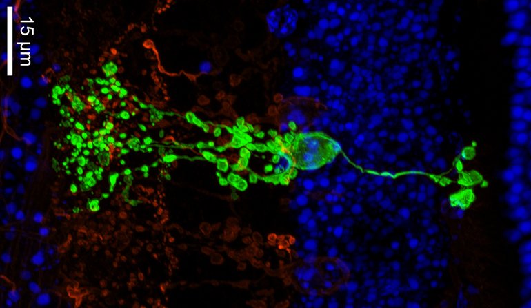 New Type of Nerve Cell in the Retina Discovered

An image of an isolated Campana cell (green) in the mouse retina. The cell spans several layers of the retina from the photoreceptor to the retinal ganglion cells. Credit: Ning Tian et al

#neuroscience #science 

(Thread 1/4)
