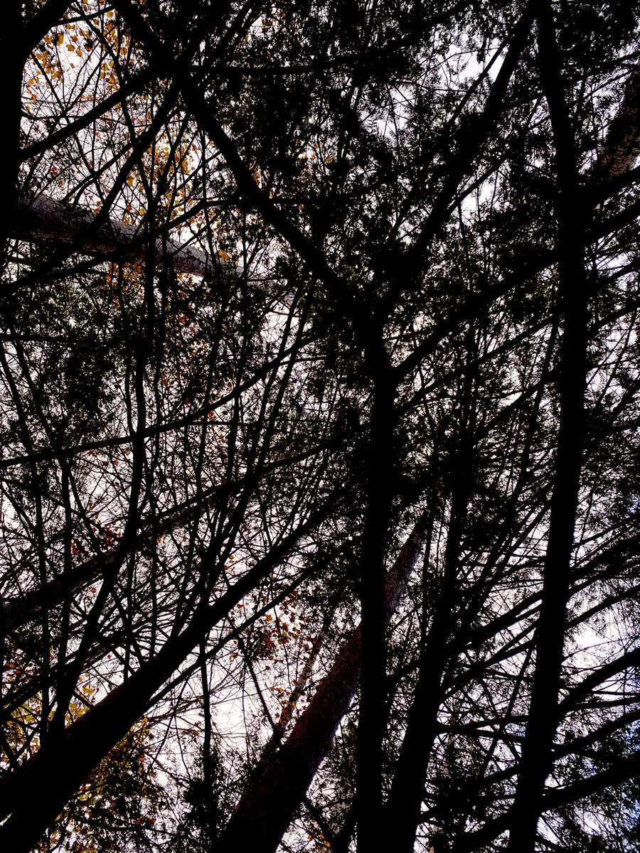 ErinLoftus15's tweet image. A beautiful but chilly afternoon walk! #November1st #fallingforfall 
Oh and if your state’s having an election #VoteBlue 🌊💙💙