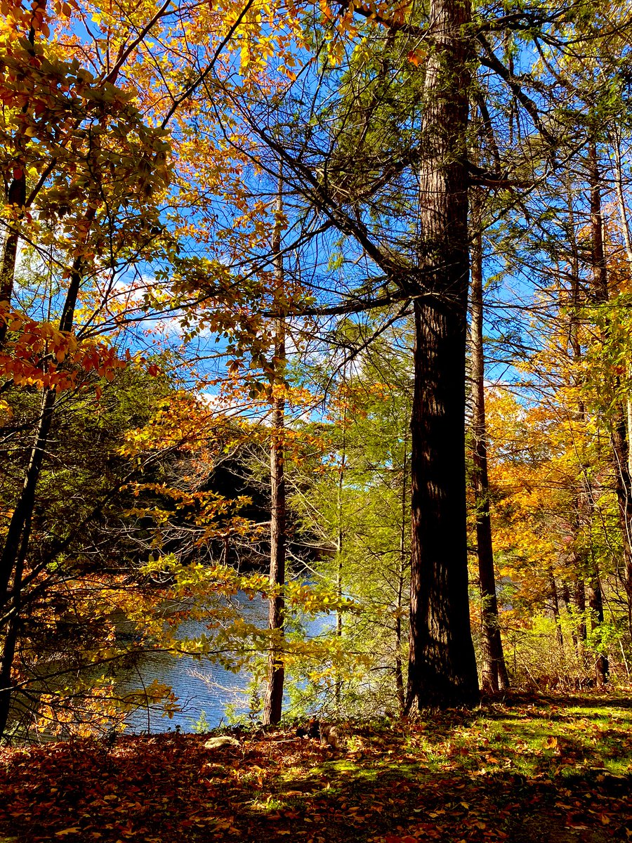 ErinLoftus15's tweet image. A beautiful but chilly afternoon walk! #November1st #fallingforfall 
Oh and if your state’s having an election #VoteBlue 🌊💙💙