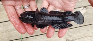 Data_Nuggets's tweet photo. New #DataNugget by @jared_homola! The invasive round goby invaded the Great Lakes & is now moving into rives. Is there evidence of #rapidevolution in just a few generations as they adapt to these new conditions? Full dataset available for #dataliteracy! https://t.co/lWlG6JhXzw https://t.co/B0Xb4iguj0