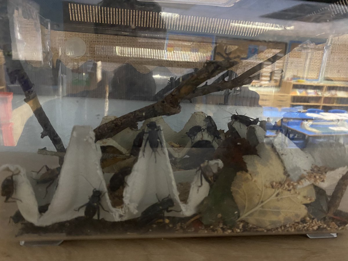 FeatherstoneYR5's tweet photo. It was great to start this half term by welcoming the little visitors to our classes. Year 5 researched and created some lovely habitats for the crickets. https://t.co/rOvWFOsqXE