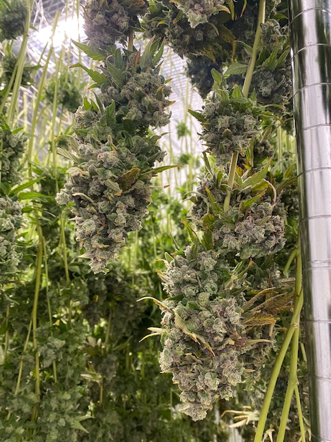 JoiBotanicals's tweet photo. Hang dry session! 

#FirstClassFunk with @GhostDrops_ https://t.co/fv0m26Kuxx