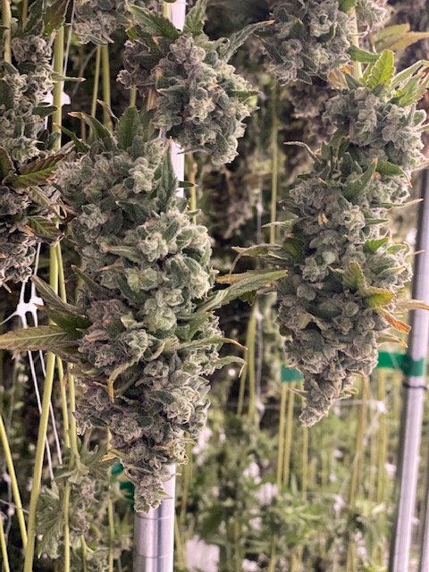 JoiBotanicals's tweet photo. Hang dry session! 

#FirstClassFunk with @GhostDrops_ https://t.co/fv0m26Kuxx