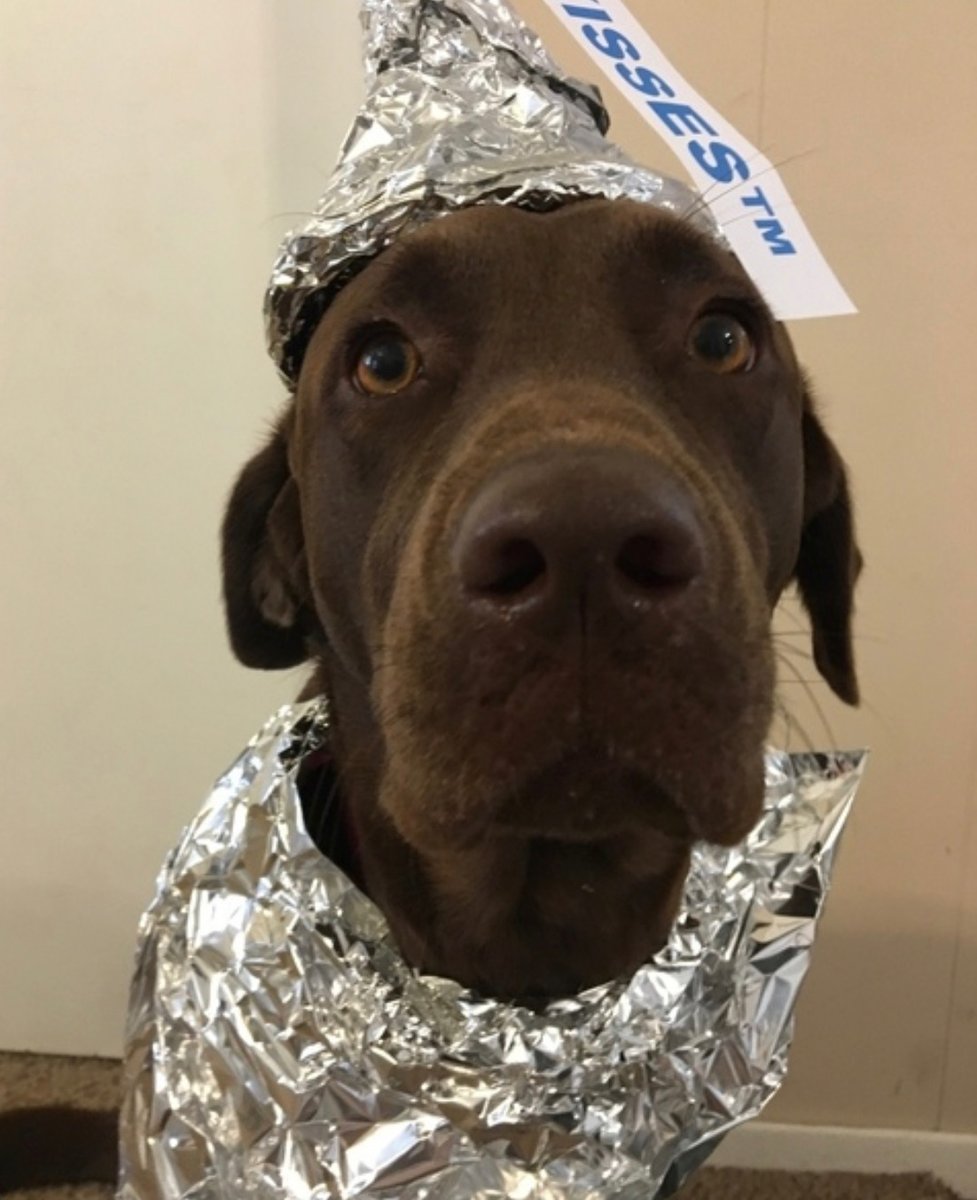 krg0022's tweet photo. @LaurelAynne Hershey the Hershey Kiss for Halloween. https://t.co/fdnVTnGW4M
