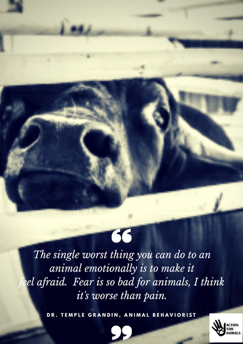 Action for Animals - Oakland CA tweet media