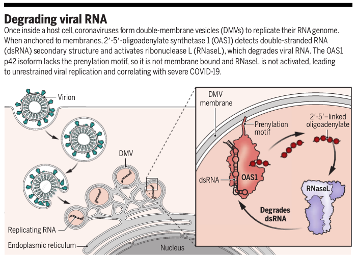 ScienceMagazine's tweet photo. Why do some people with #COVID19 get sicker than others? Although many factors govern how sick people become, a key driver of the severity appears to be genetic, which is common for other human viruses.

Learn more in a new #SciencePerspective: https://t.co/JWPSqCSakp https://t.co/JkE8FcJaK8