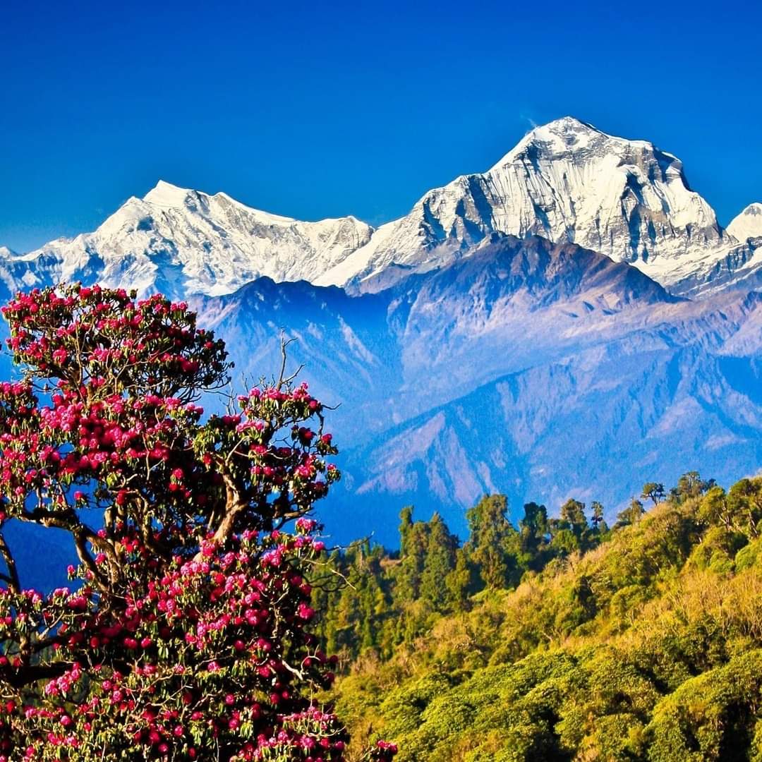 SweetHealthUK's tweet image. #Shilajit has numerous applications - From general health to a range of hormonal &amp;amp; natural processes. True #SuperSupplement - Check out our website to get yours now. #Bodybuilding sweethealth.co.uk