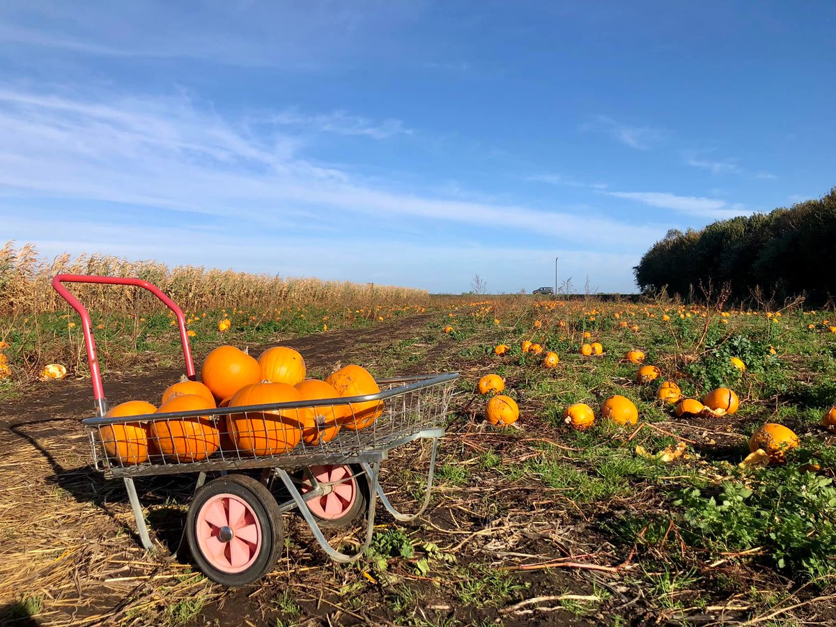 GleaningHub's tweet photo. Our two newest Lions were rocking and rolling this morning! Another 115 #pumpkins #gleaned today thanks to Skylark Farm for letting us have their #surplusfood https://t.co/0cNiiPBtTv