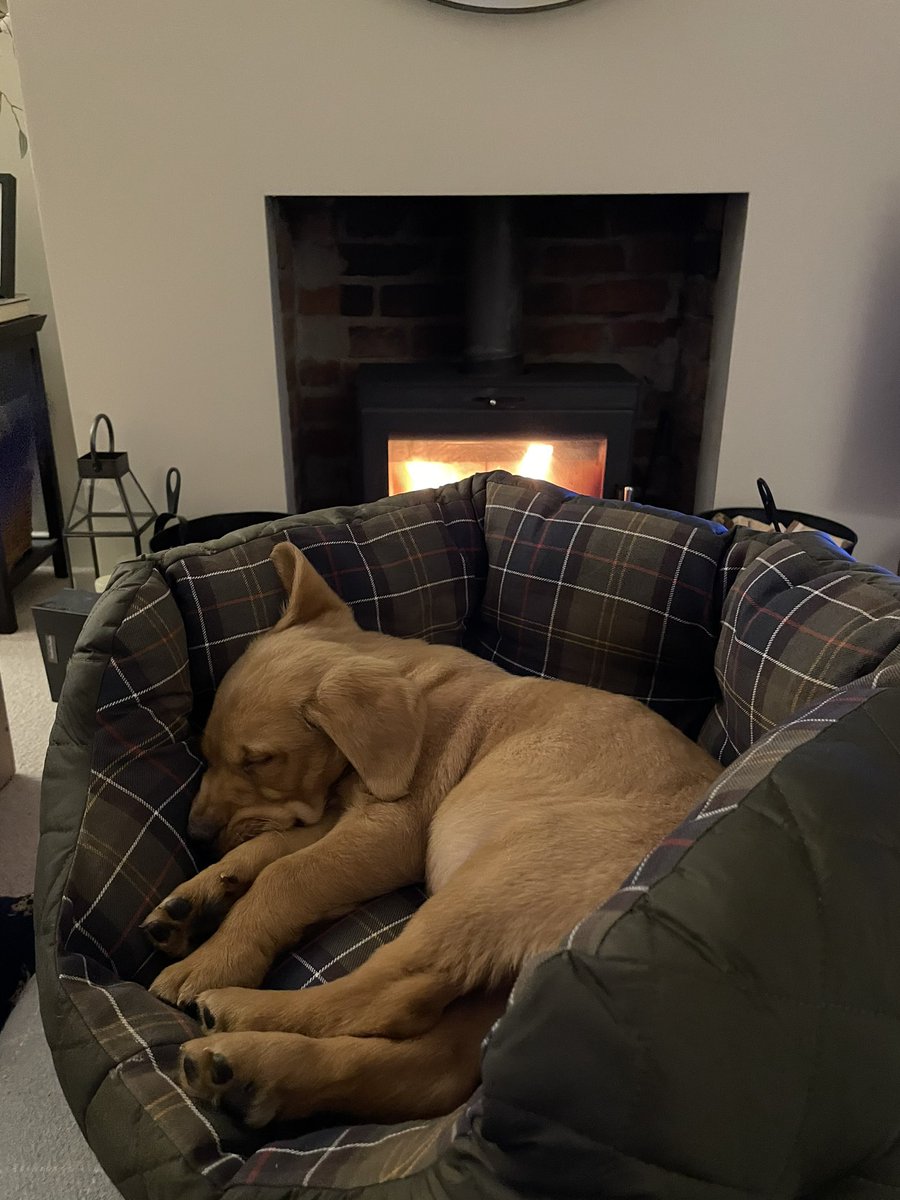 coffilab's tweet photo. Chilly November nights are here, who else loves to snuggle in front of the fire like @brynmor_the_coffilab? 🔥☕️🐾 #coffilab #coffilabdogs #cosycoffee #woodburner #barbourdogs #foxredlabrador #cosypuppy https://t.co/8hxHuWhImC