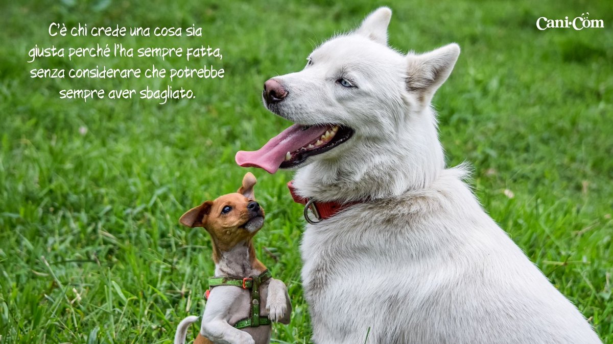 Cani_com's tweet photo. 🐶❤ #cani_com #amiciaquattrozampe https://t.co/Eb7BYIsuH6