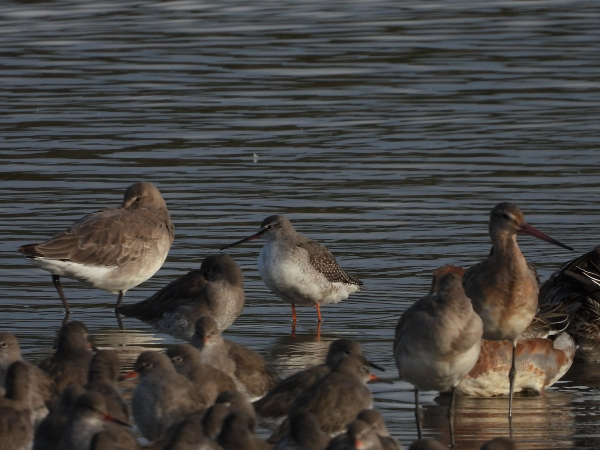 exeterbirder's tweet photo. Spotted Redshank, 14 Avocet, c20 Greenshank, 6 Gadwall, Cattle Egret amongst the regulars on #BowlingGreenMarsh + Kingfisher, Red-breasted Merganser from the #ViewPlatform + 3 Brambling amongst the finch flock at #DartsFarm this pm https://t.co/AYOdeZNAwP
