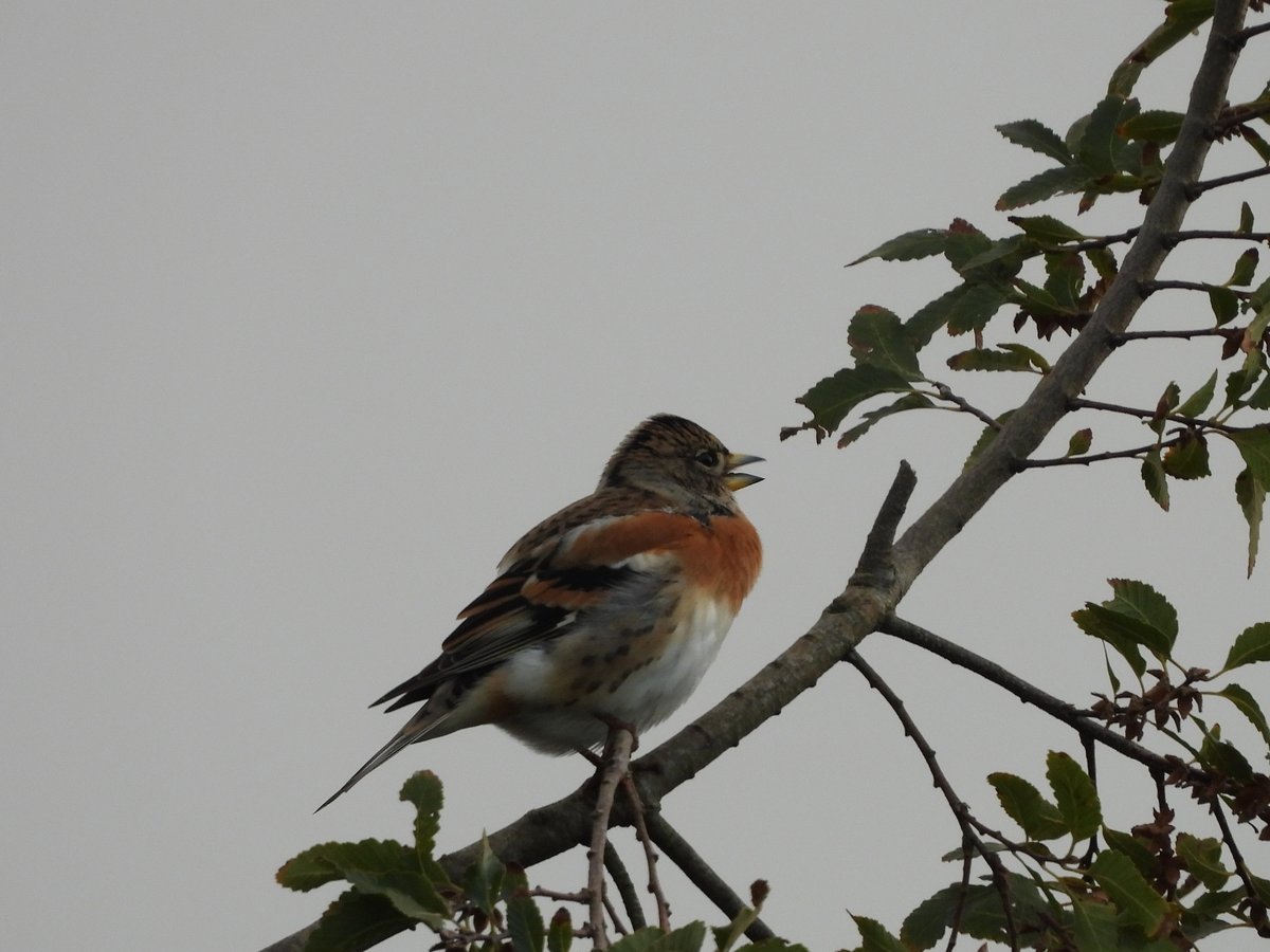 exeterbirder's tweet photo. Spotted Redshank, 14 Avocet, c20 Greenshank, 6 Gadwall, Cattle Egret amongst the regulars on #BowlingGreenMarsh + Kingfisher, Red-breasted Merganser from the #ViewPlatform + 3 Brambling amongst the finch flock at #DartsFarm this pm https://t.co/AYOdeZNAwP